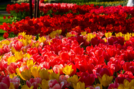 Beautiful red, pink and yellow tulips. There is also grass in the background.の写真素材