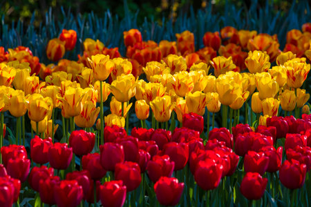 A beautiful mix of red, orange and yellow tulips.の写真素材