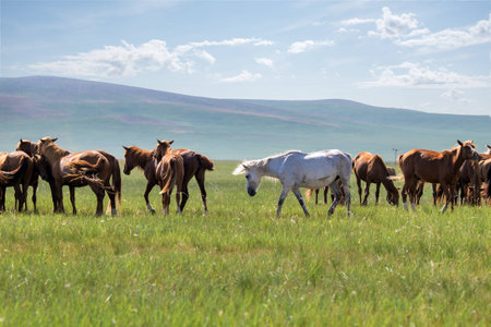 A group of horse on the grasslandの写真素材