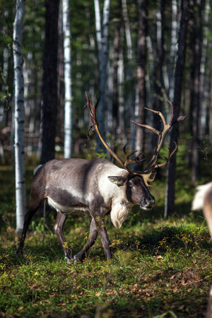 Reindeer in the woodsの写真素材