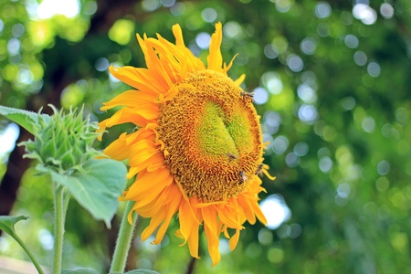 Sunflowerの素材