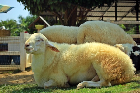 Sheepsの素材
