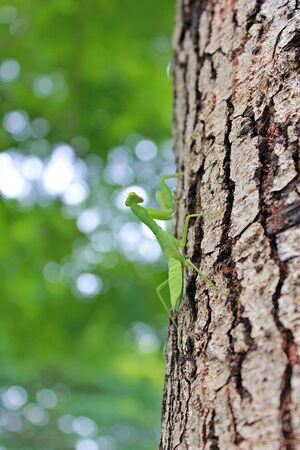 praying mantis on treeの素材
