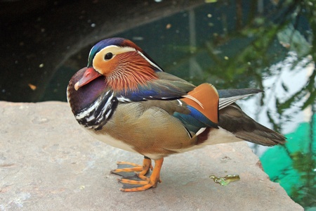 Duckの素材