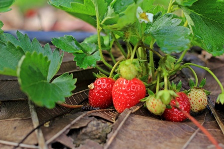 Strawberryimageの素材