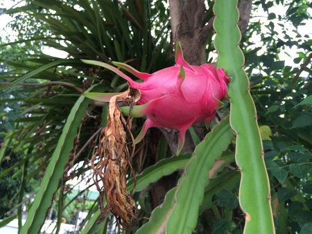 dragon fruit in gardenの写真素材