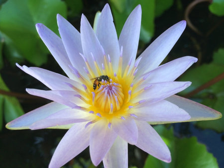 close up of purple lotus and beeの写真素材