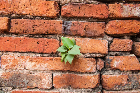 Brick wall with tree growing out.の写真素材