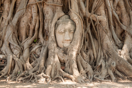 Ancient Buddha head in treeの写真素材