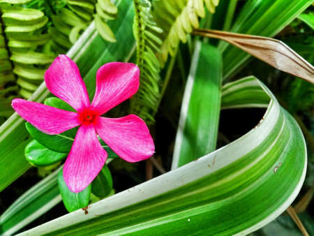 Medium pink flowers Tuen natural beauty.の素材