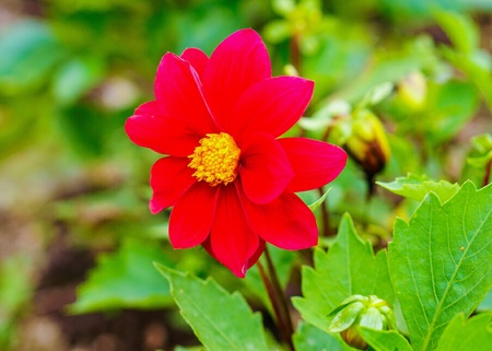 Cold winter flowers bloom with a clean heart.
