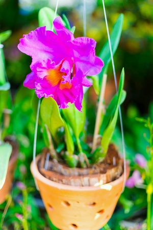 Orchids bloom beautifulの素材