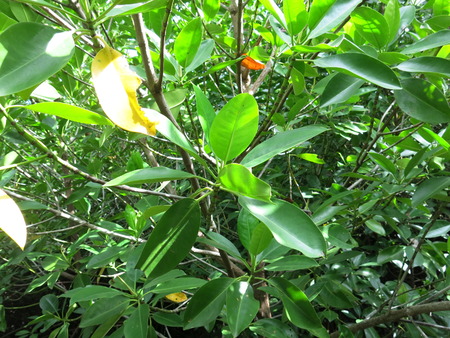 mangrove forestの写真素材