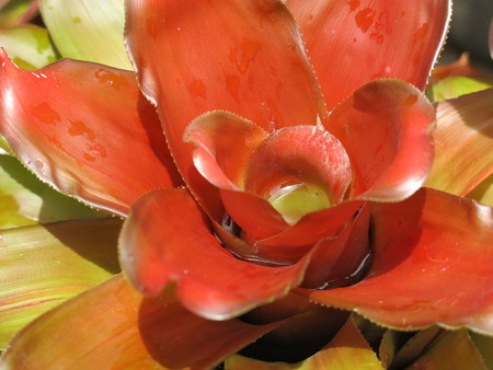 beautiful bromeliadの写真素材