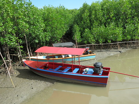 mangrove forest and boatの写真素材