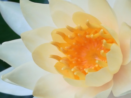 The white lotus is in a beautiful natural pond.の写真素材