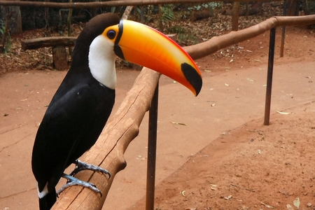 Toco Tucan