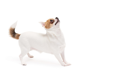 Playful Chihuahua looking up isolated on white の写真素材