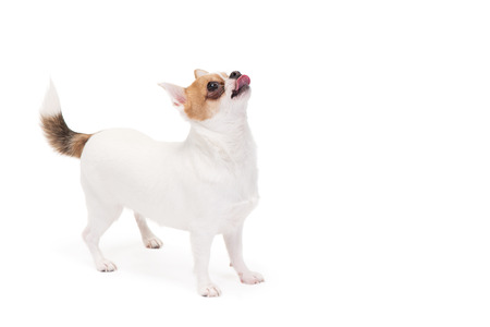 Playful Chihuahua looking up isolated on white の写真素材