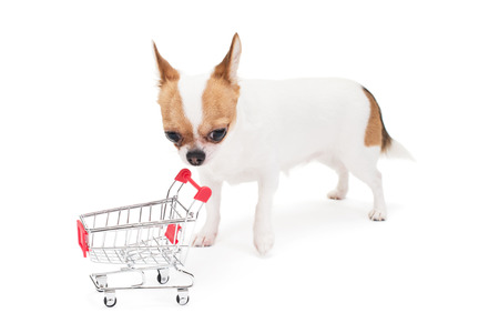 Sad Chihuahua with empty shopping cart on the white in the studioの写真素材