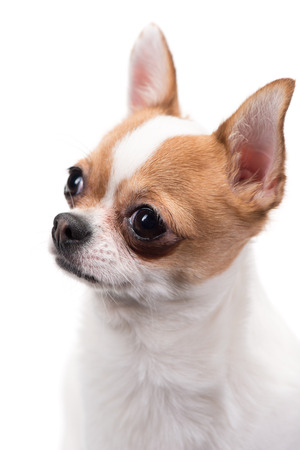 Closeup portrait of Chihuahua against white の写真素材