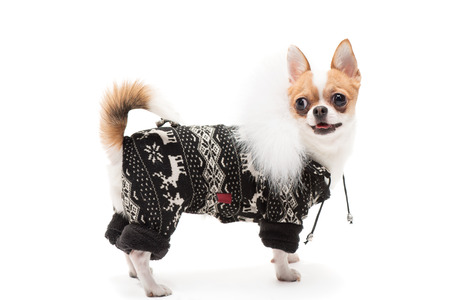 Funny dog wearing wearing winter outfitの写真素材