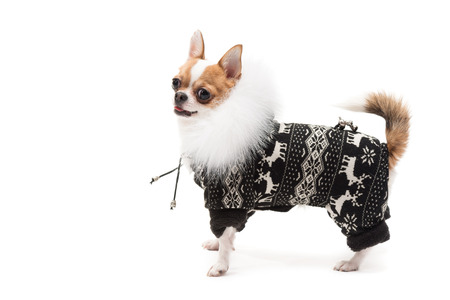 Funny dog wearing wearing winter outfitの写真素材