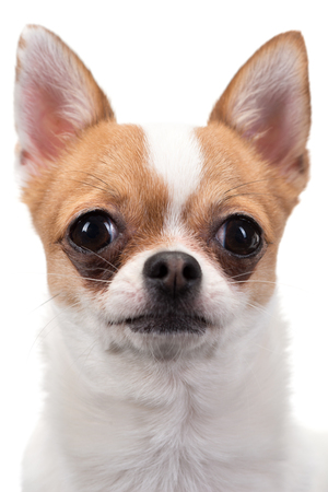 Closeup portrait of Chihuahua against white の写真素材
