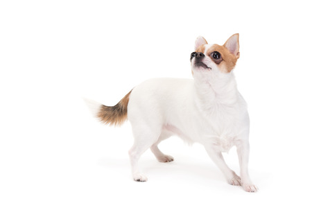 Playful Chihuahua looking up isolated on white の写真素材