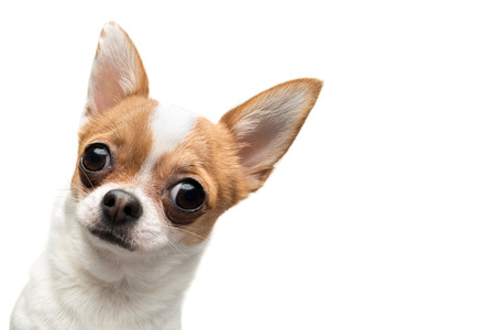 Funny Chihuahua peeping out the frame, against white の写真素材