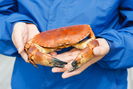 Closeup of man hands holding cooked crabの写真素材