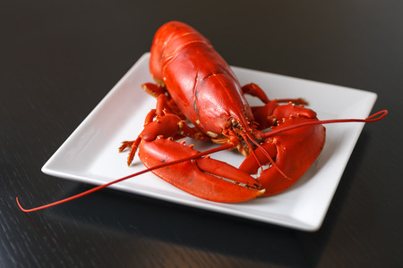 Boiled Atlantic Lobster on white square plate on dark wooden tableの写真素材