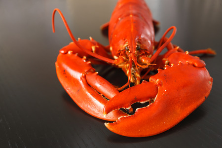 Front view at boiled Atlantic Lobster on dark wooden table.の写真素材
