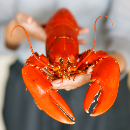 Closeup of woman hands holding cooked lobsterの写真素材