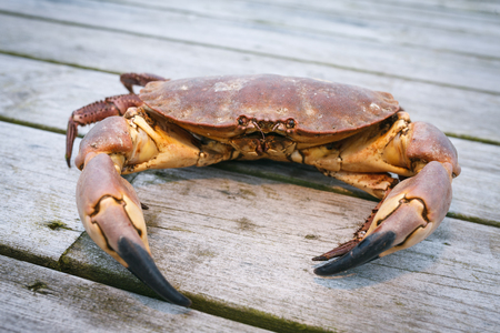 Crab on the weathered wooden terraceの写真素材