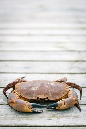 Crab on the weathered wooden terrace with copy space above itの写真素材