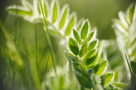 Spring or summer abstract nature background with grass in the meadowの写真素材
