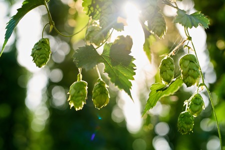 Closeup of ripe hop cones in the hop field. Beer production material.の写真素材