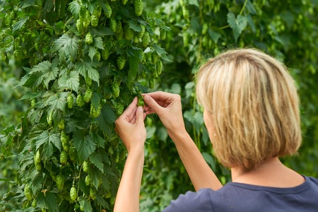Woman checking hop cones in the hop field. Beer production material.の写真素材