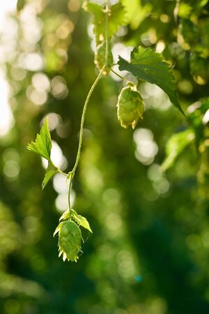 Closeup of ripe hop cones in the hop field with sun beam backlit. Beer production material.の写真素材