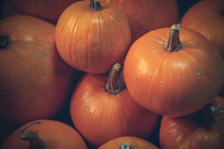Heap of many orange pumpkins closeup, Halloween concept, tinted imageの写真素材
