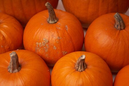 Heap of many orange pumpkins closeup, Halloween conceptの写真素材