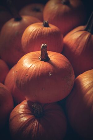 Heap of many orange pumpkins closeup, Halloween concept, tinted imageの写真素材