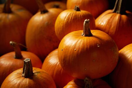 Heap of many orange pumpkins closeup, Halloween conceptの写真素材
