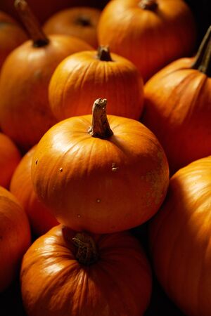 Heap of many orange pumpkins closeup, Halloween conceptの写真素材