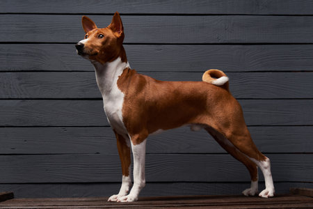 Pedigree Basenji dog standing looking out of frame, over grey planks backgroundの写真素材