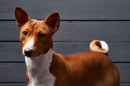 Closeup of pedigree Basenji dog looking at camera over grey planks backgroundの写真素材