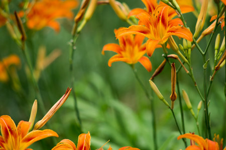 Orange summer day-lily flowers in gardenの写真素材