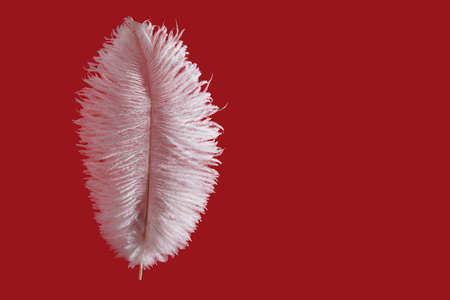 Ostrich feather over bright red backgroundの写真素材