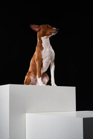 Studio shot of Basenji dog sitting on white boxes.の写真素材